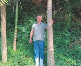 Imagem ilustrativa da imagem Juçara: fruta produzida no ES e que tem potencial nacional