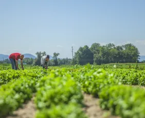 Imagem ilustrativa da imagem Mercado de carbono tem potencial e pode ampliar a renda de produtores rurais