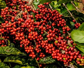 Imagem ilustrativa da imagem Exigências regulatórias da UE podem embarreirar pequenos cafeicultores