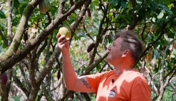 De floresta de cacau a produção de cerveja artesanal em Santa Teresa