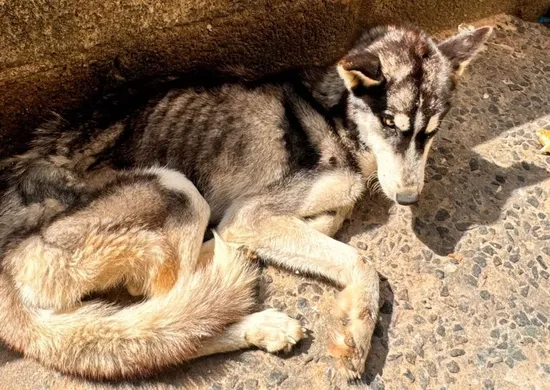 Imagem ilustrativa da imagem Cadela da raça husky siberiano é resgatada com desnutrição severa em Cariacica