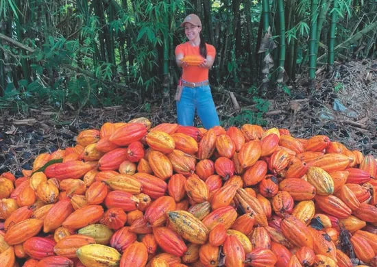 Imagem ilustrativa da imagem Como nova lei vai mudar o chocolate no Brasil