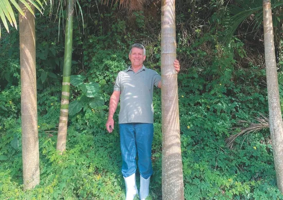 Imagem ilustrativa da imagem Juçara: fruta produzida no ES e que tem potencial nacional