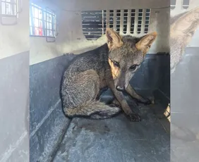 Imagem ilustrativa da imagem VÍDEO | Cachorro-do-mato é resgatado em escola de Vila Velha
