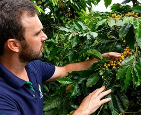 Imagem ilustrativa da imagem Café mais resistente com cultivo orgânico no campo capixaba