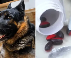 Imagem ilustrativa da imagem Cão morre ao rasgar encomenda e ingerir cápsulas de cafeína após entrega na Serra