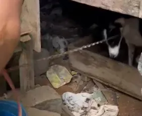 Imagem ilustrativa da imagem Dois cães acorrentados são resgatados durante operação da Polícia Civil