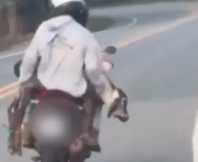 Imagem ilustrativa da imagem Homens são flagrados carregando bezerro em moto no Noroeste do ES