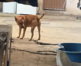 Imagem ilustrativa da imagem Mulher fica com rosto desfigurado após ser atacada pelo próprio cachorro