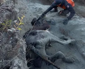 Imagem ilustrativa da imagem VÍDEO|Novilha de 300 kg é resgatada após dois dias presa em morro em Afonso Cláudio