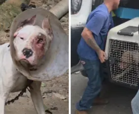 Imagem ilustrativa da imagem Polícia Civil resgata dois cães em maus-tratos em Viana