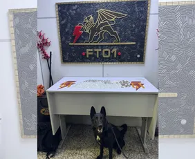Imagem ilustrativa da imagem VÍDEO|Polícia encontra 325 unidades de drogas com apoio de cão farejador em Vitória