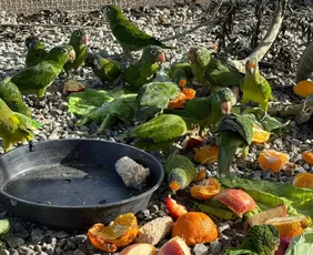 Imagem ilustrativa da imagem 140 animais silvestres resgatados são devolvidos à natureza em Guaçuí