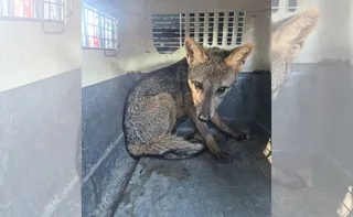 Imagem ilustrativa da imagem VÍDEO | Cachorro-do-mato é resgatado em escola de Vila Velha