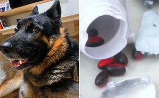 Imagem ilustrativa da imagem Cão morre ao rasgar encomenda e ingerir cápsulas de cafeína após entrega na Serra