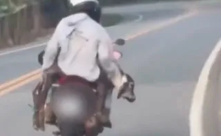 Imagem ilustrativa da imagem Homens são flagrados carregando bezerro em moto no Noroeste do ES