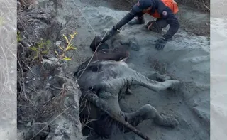 Imagem ilustrativa da imagem VÍDEO|Novilha de 300 kg é resgatada após dois dias presa em morro em Afonso Cláudio