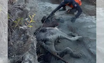 Imagem ilustrativa da imagem VÍDEO|Novilha de 300 kg é resgatada após dois dias presa em morro em Afonso Cláudio