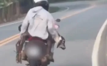 Imagem ilustrativa da imagem Homens são flagrados carregando bezerro em moto no Noroeste do ES