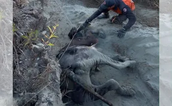 Imagem ilustrativa da imagem VÍDEO|Novilha de 300 kg é resgatada após dois dias presa em morro em Afonso Cláudio