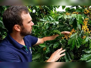 Erasmo adotou árvores como suporte para os pés de pimenta-do-reino, reduzindo a temperatura no cultivo