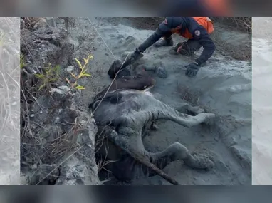 Nas imagens enviadas por condutores, que passavam pelo local na manhã desta terça-feira (28), é possível ver o condutor da motocicleta deitado no chão, ferido e sendo socorrido por populares.