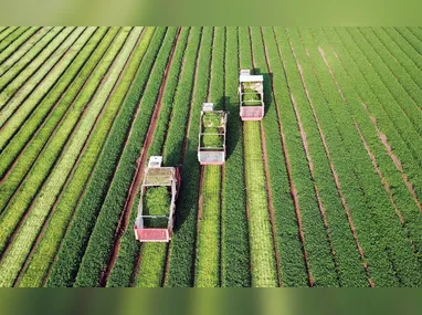 Dona Beja inicia negociações para comprar terras vizinhas e expandir seus negócios