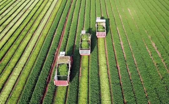 Imagem ilustrativa da imagem Novo programa da TV Tribuna/Band, Tribuna Agro estreia dia 07 de junho