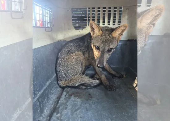 Imagem ilustrativa da imagem VÍDEO | Cachorro-do-mato é resgatado em escola de Vila Velha