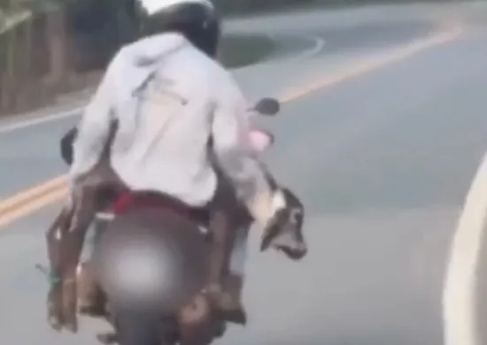 Imagem ilustrativa da imagem Homens são flagrados carregando bezerro em moto no Noroeste do ES