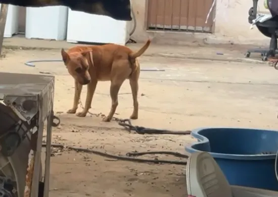 Imagem ilustrativa da imagem Mulher fica com rosto desfigurado após ser atacada pelo próprio cachorro