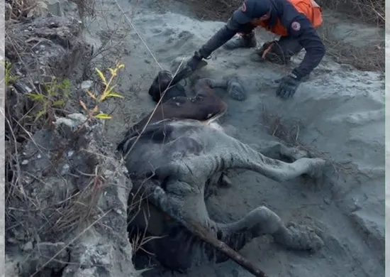 Imagem ilustrativa da imagem VÍDEO|Novilha de 300 kg é resgatada após dois dias presa em morro em Afonso Cláudio