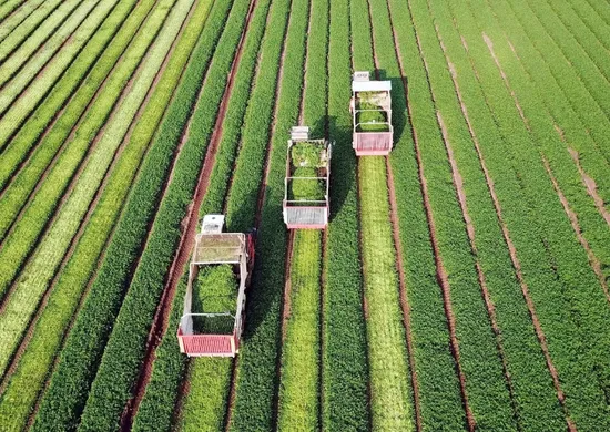 Imagem ilustrativa da imagem Novo programa da TV Tribuna/Band, Tribuna Agro estreia dia 07 de junho