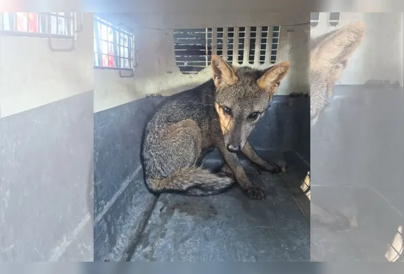 A Guarda Municipal de Vila Velha pode ser acionada pelo telefone 153 em situações que envolvam animais silvestres.