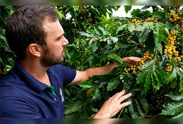 Maurício Fornazier disse que as novas variedades ampliam as opções dos produtores e destacou bom desempenho