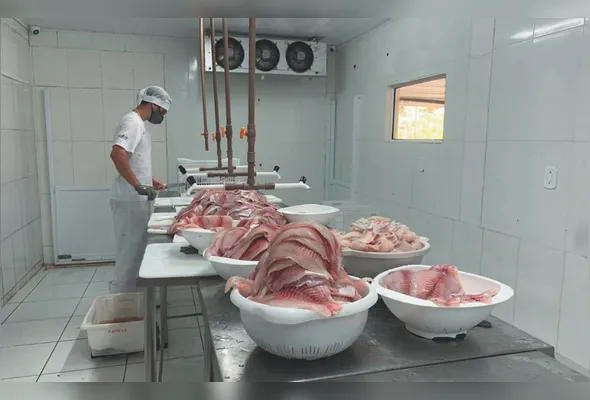 Tilápia: tarifada pelos EUA