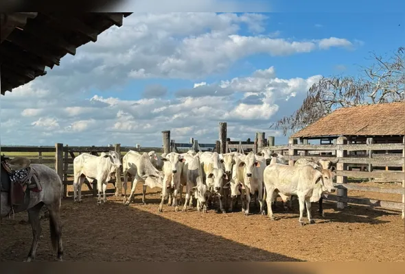 Suspeito teria furtado cerca 216 cabeças de gado, avaliadas em R$ 1 milhão