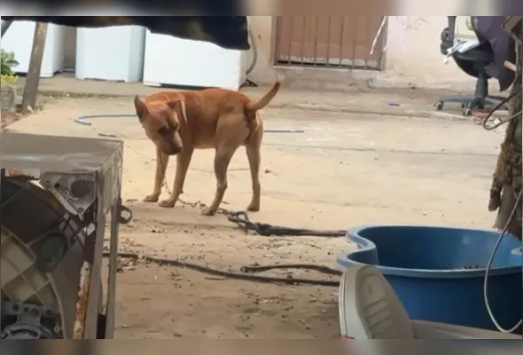 Imagem ilustrativa da imagem Mulher fica com rosto desfigurado após ser atacada pelo próprio cachorro
