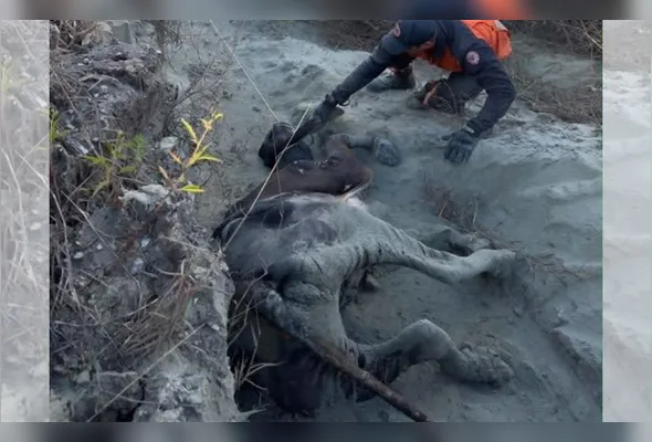 O animal havia caído por uma ribanceira, e permaneceu preso em uma fenda formada pela erosão do terreno de um morro.