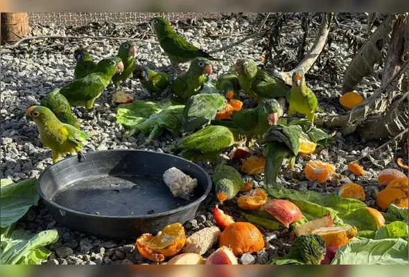 Todos os animais foram soltos em uma área previamente estudada e devidamente autorizada pelos órgãos de defesa ambiental na manhã de quarta-feira (29)