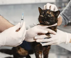 Imagem ilustrativa da imagem Governo anuncia construção do 1º Hospital Público Veterinário do ES