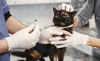 Imagem ilustrativa da imagem Governo anuncia construção do 1º Hospital Público Veterinário do ES