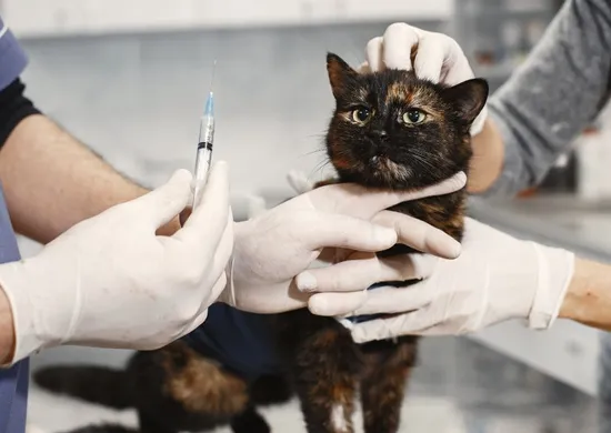 Imagem ilustrativa da imagem Governo anuncia construção do 1º Hospital Público Veterinário do ES