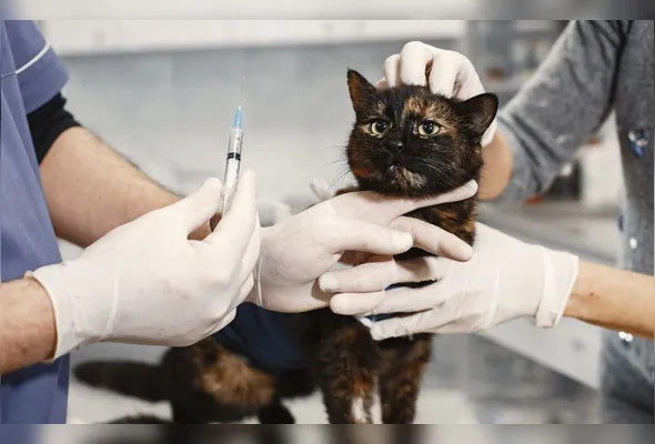 Imagem ilustrativa da imagem Governo anuncia construção do 1º Hospital Público Veterinário do ES