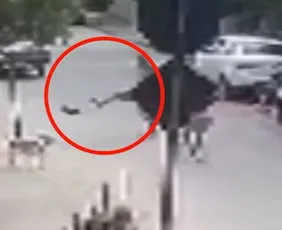 Imagem ilustrativa da imagem Homem chuta e mata cachorro da raça Pinscher em Aracruz; veja vídeo