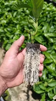 Imagem ilustrativa da imagem Viveiro Babilon produz 24 milhões de mudas de café por ano