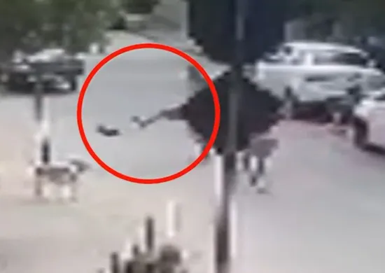 Imagem ilustrativa da imagem Homem chuta e mata cachorro da raça Pinscher em Aracruz; veja vídeo