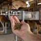 Projeto que aumenta rendimento na secagem do café com gás natural chega à FICC 2026
