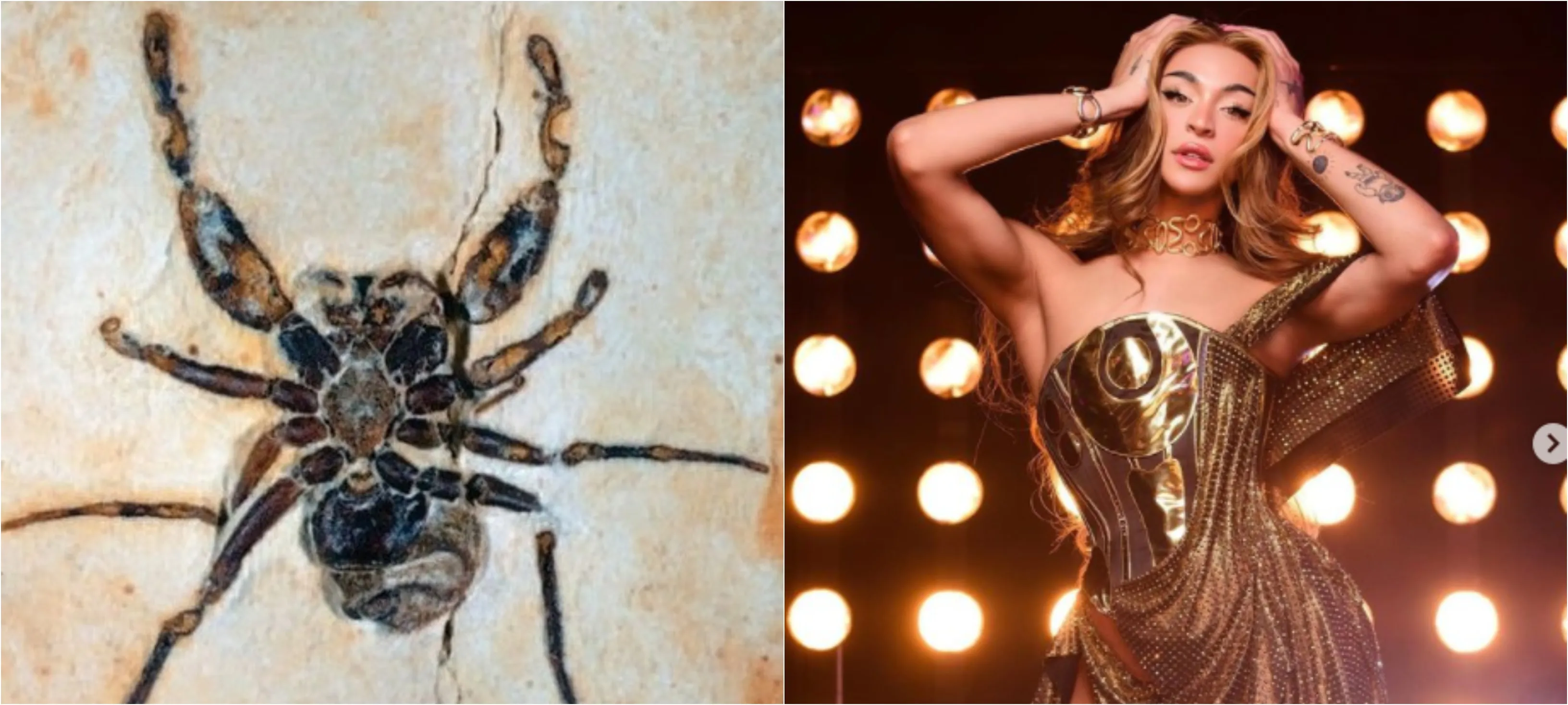 Imagem ilustrativa da imagem Fóssil de aranha que faz homenagem a Pabllo Vittar é devolvido pelos EUA ao Brasil