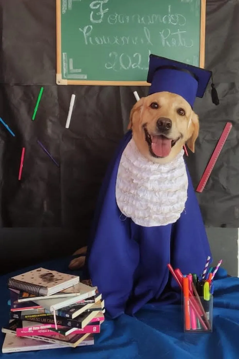 Imagem ilustrativa da imagem 'De beca e tudo': cães 'se formam' em creche e ganham ensaio fotográfico